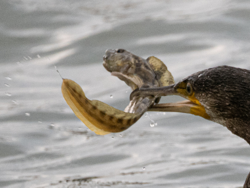 Eelpout (Zoarces viviparus) — Zoarcidae — 3