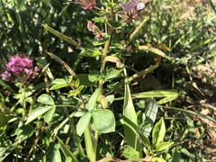 Polanisia dodecandra riograndensis