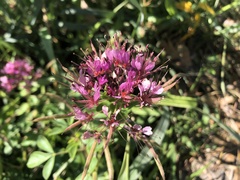 Polanisia dodecandra riograndensis