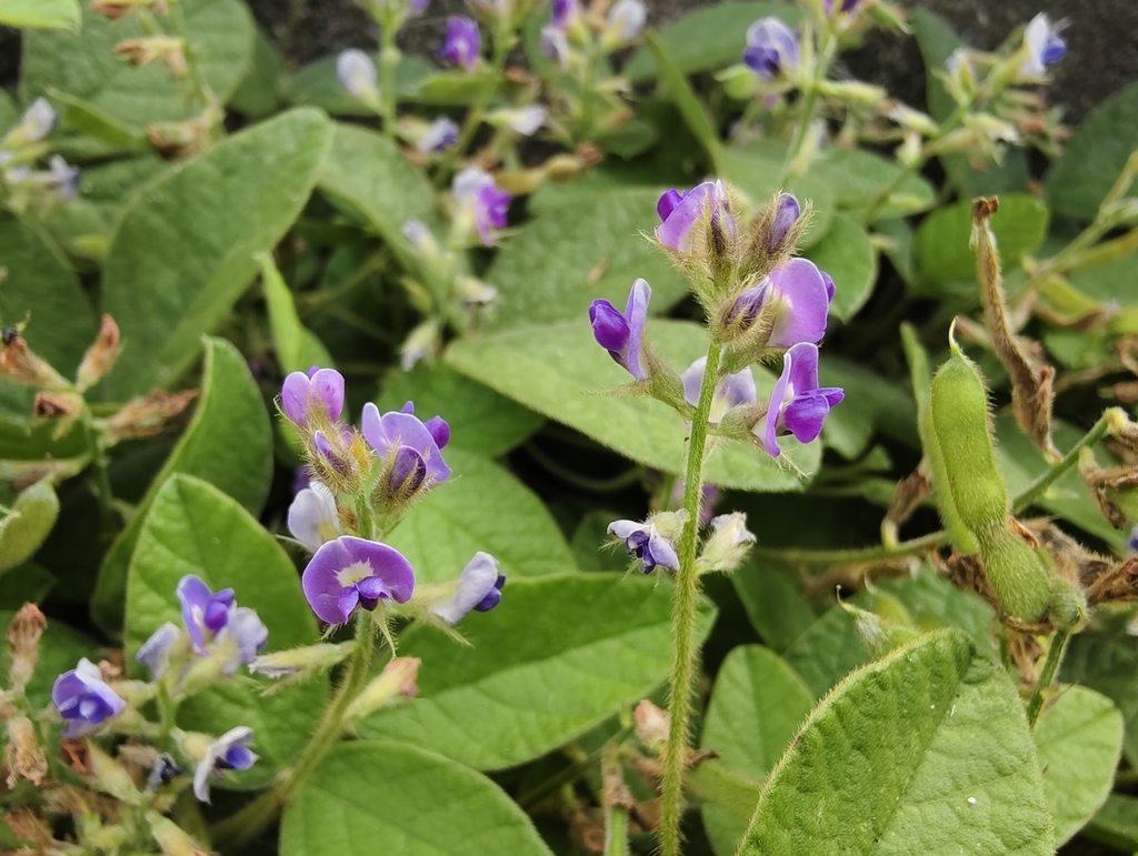 Glycine dolichocarpa
