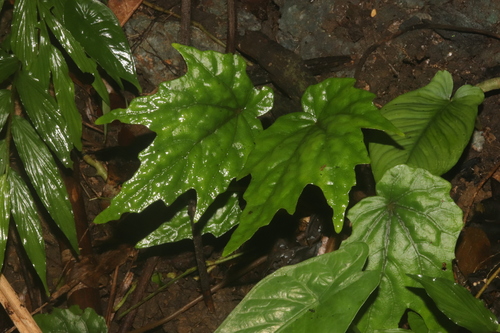 Begonia collisiae