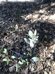 Arctostaphylos bakeri