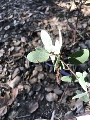 Arctostaphylos bakeri