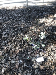 Arctostaphylos bakeri