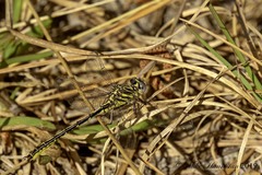 Phanogomphus hodgesi