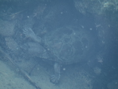 Kinosternon sonoriense