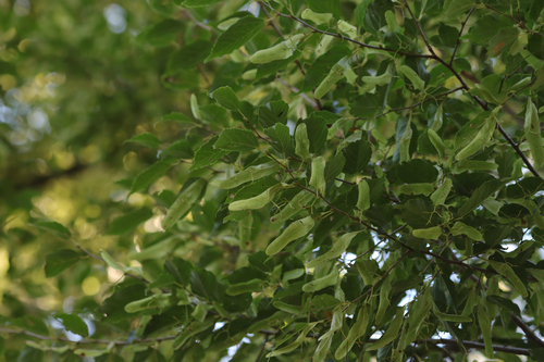 Tilia kiusiana iNat (1)