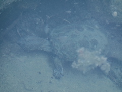 Kinosternon sonoriense