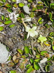 Dichondra brevifolia