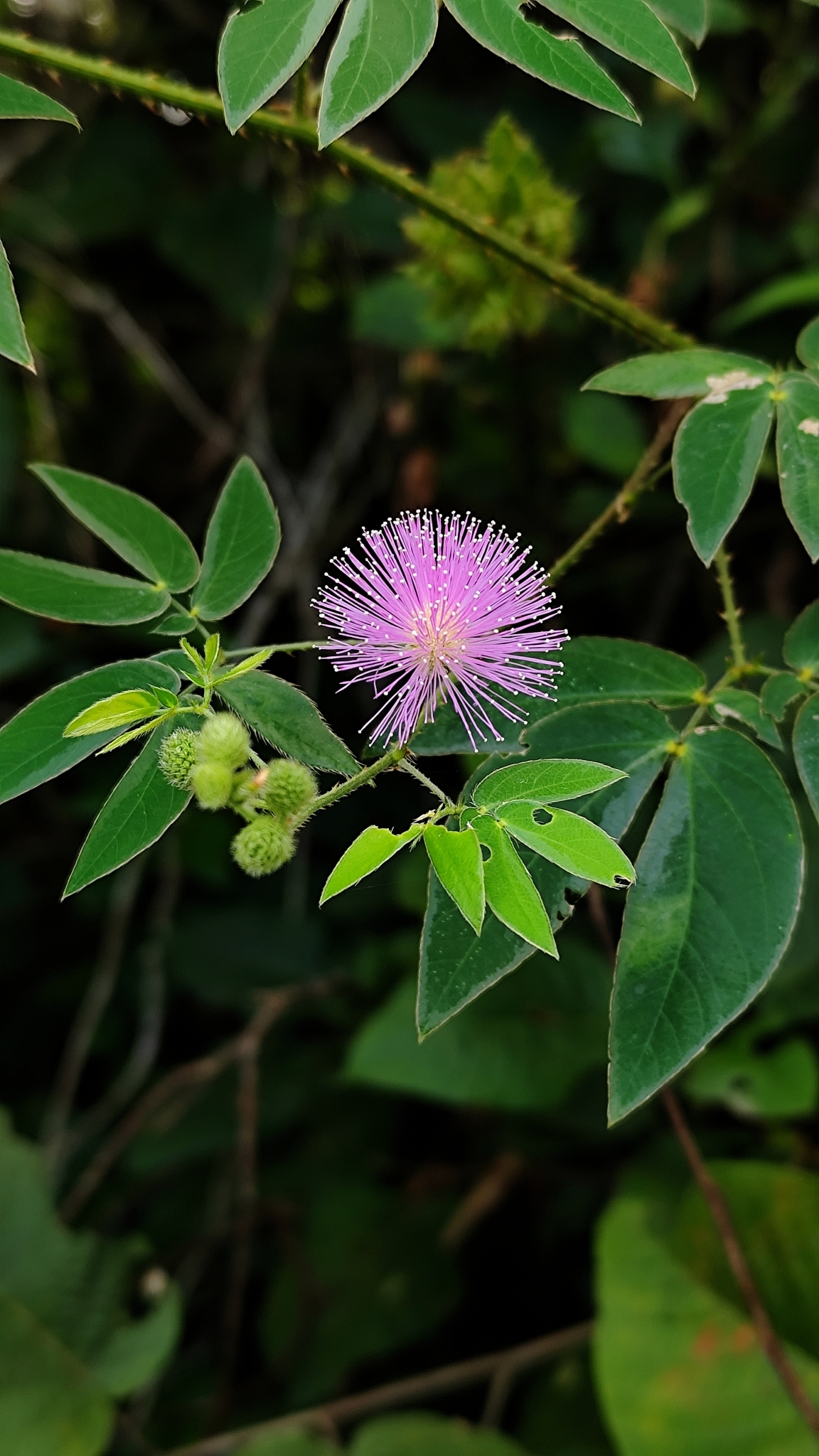 Mimosa sensitiva