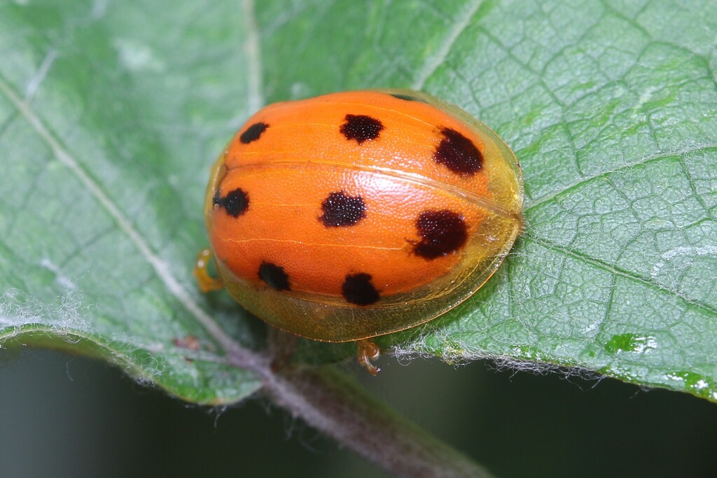 Oides Sp Oides decempunctata from 宝华山 中国江苏省镇江市句容市 on September 11, 2025 at 12:31 ...