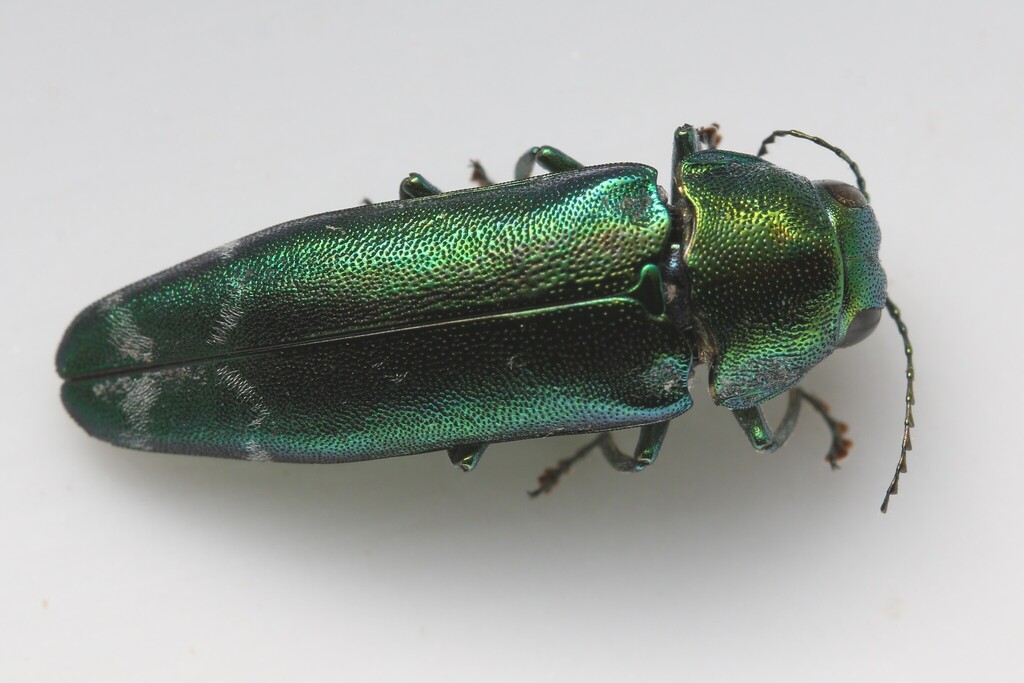 Coraebus spectabiliformis
