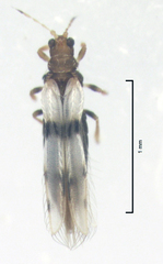 Parthenothrips dracaenae