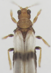 Parthenothrips dracaenae