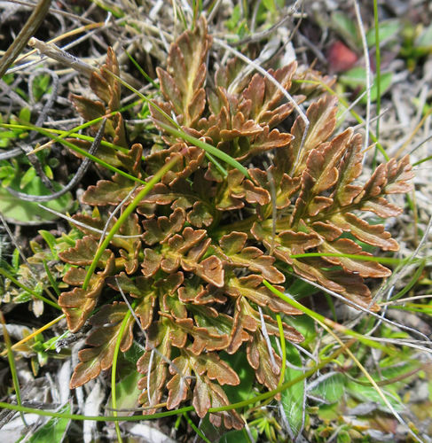 Sceptridium australe (Sceptridium australe)