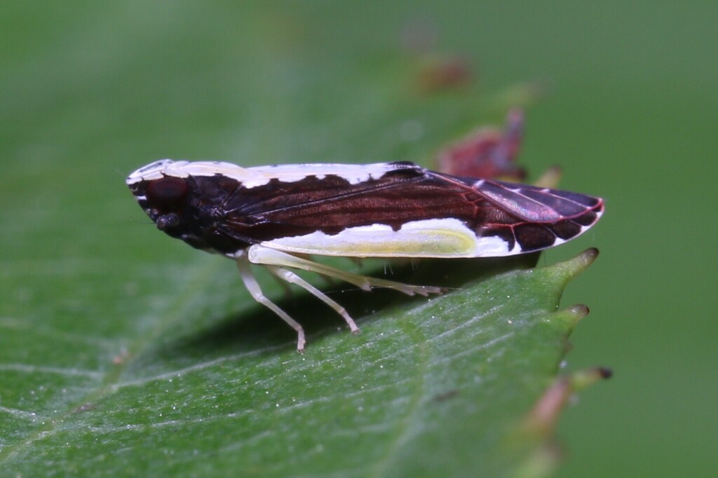 Caristianus ulysses