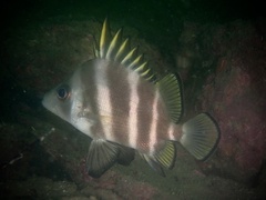 Broadbanded Velvetchin photo 2
