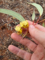 (c) Belinda Forbes, some rights reserved (CC BY) Eucalyptus transcontinentalis, photograph (c) Belinda Forbes, some rights reserved (CC BY)