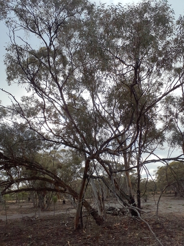 Eucalyptus transcontinentalis, photograph 2