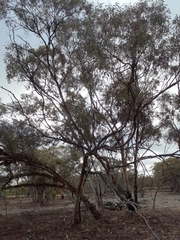 (c) Belinda Forbes, some rights reserved (CC BY) Eucalyptus transcontinentalis, photograph (c) Belinda Forbes, some rights reserved (CC BY)