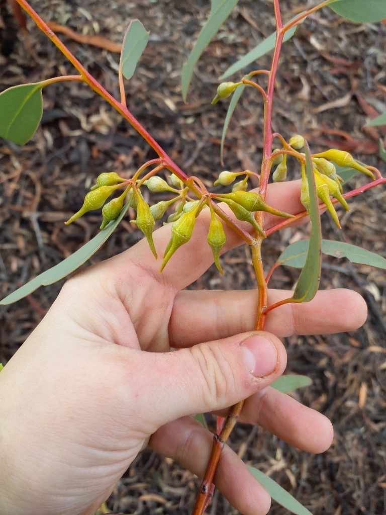Eucalyptus transcontinentalis; photograph (c) Belinda Forbes, some rights reserved (CC BY)