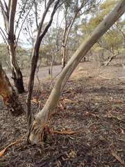 (c) Belinda Forbes, some rights reserved (CC BY) Eucalyptus transcontinentalis, photograph (c) Belinda Forbes, some rights reserved (CC BY)