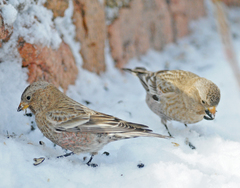 Leucosticte australis