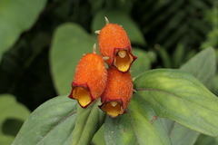 Seemannia sylvatica