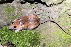 Apodemus flavicollis