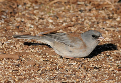 Junco hyemalis mearnsi × caniceps