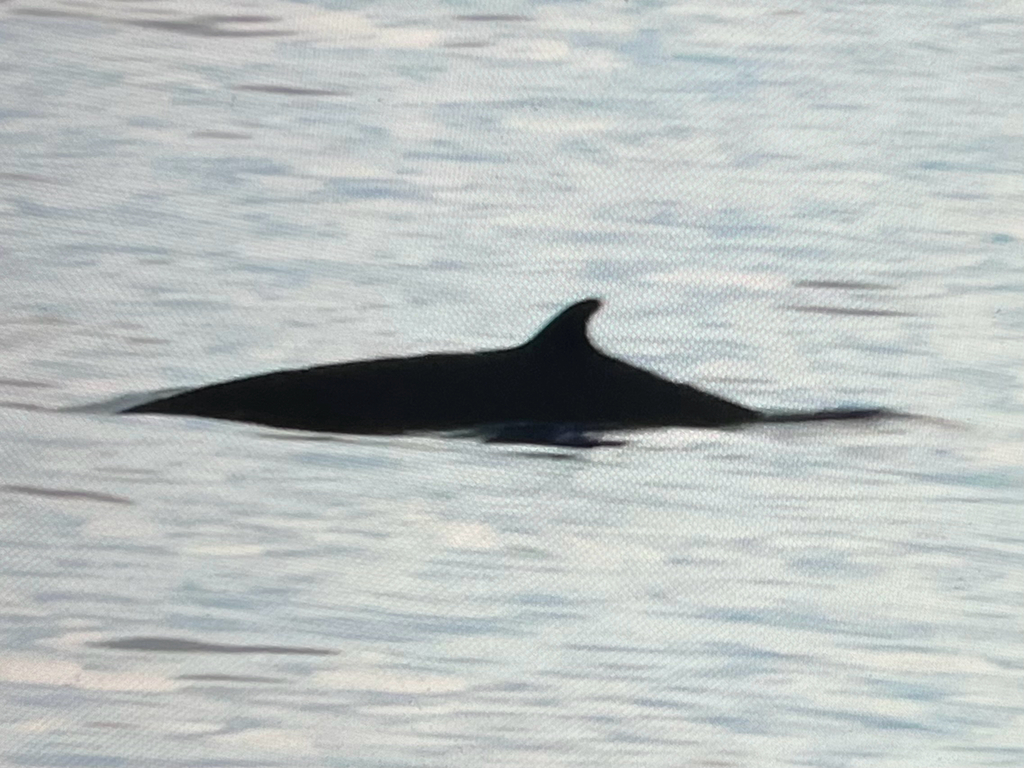 Deraniyagala's Beaked Whale