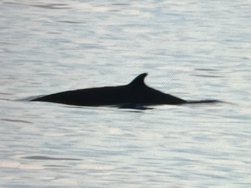 Deraniyagala's Beaked Whale