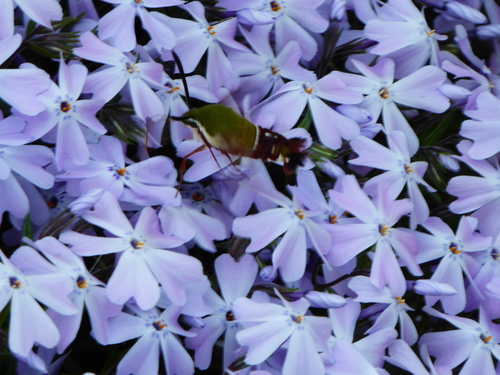 Slender Clearwing photo 4
