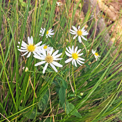 Aster microcephalus
