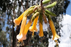 Cantua buxifolia