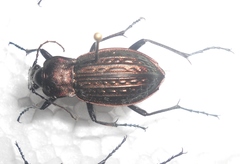 Carabus cancellatus