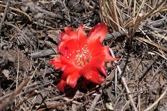 Lobivia hertrichiana