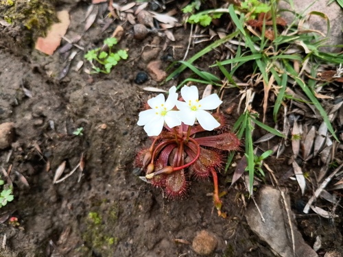 Drosera aberrans (Drosera aberrans)