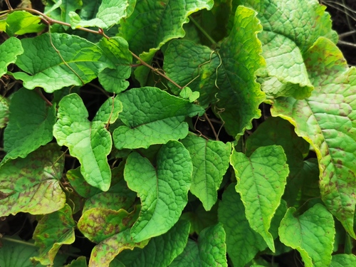 Antigonon leptopus image