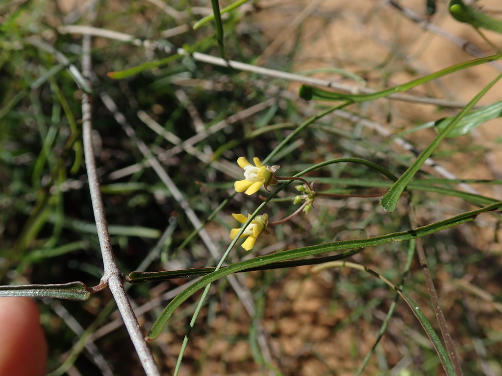 Pentopetia dasynema