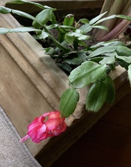 Schlumbergera buckleyi