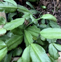 Schlumbergera buckleyi