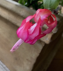 Schlumbergera buckleyi
