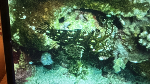 Novaculichthys taeniourus