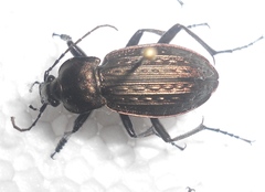 Carabus cancellatus