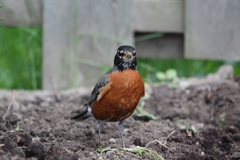 Turdus migratorius