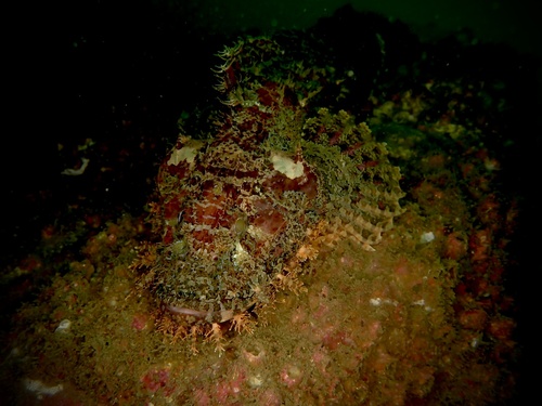 Scorpaenopsis cirrosa observed 2025-09-10