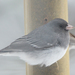 White-winged Junco - Photo (c) Steven Mlodinow, some rights reserved (CC BY-NC), uploaded by Steven Mlodinow