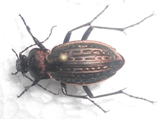 Carabus cancellatus