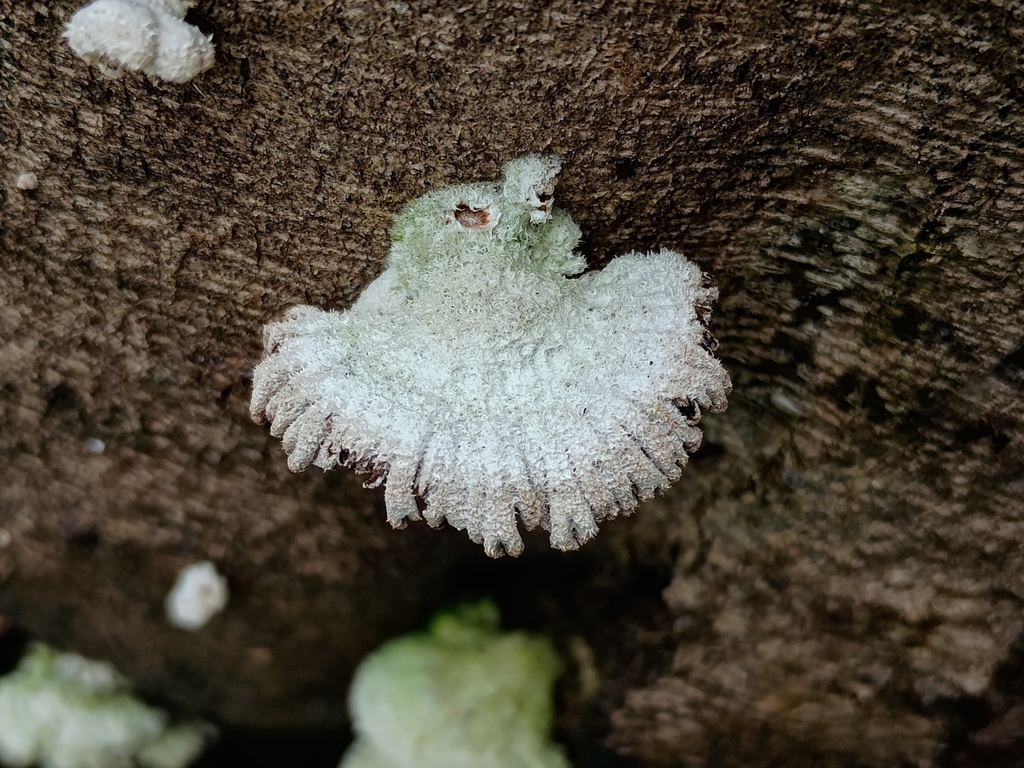 Schizophyllum commune · September 2025 · photo: © grampianshiker (iNaturalist, cc-by)